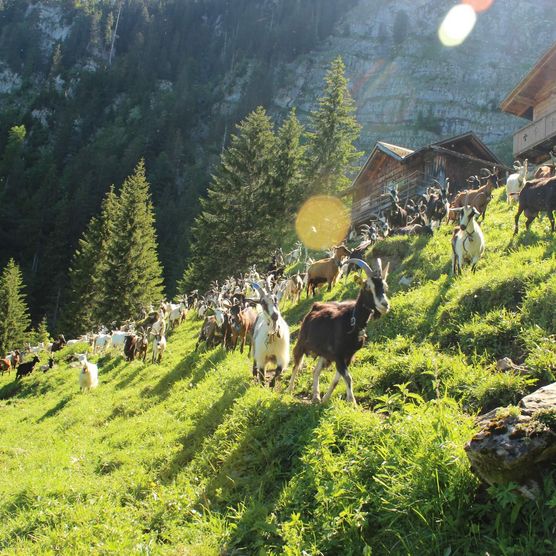 Die Ziegen auf Alpiglen ob Iseltwald