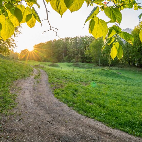 Sonnenaufgang über einer malerischen Wiese in Waldnähe