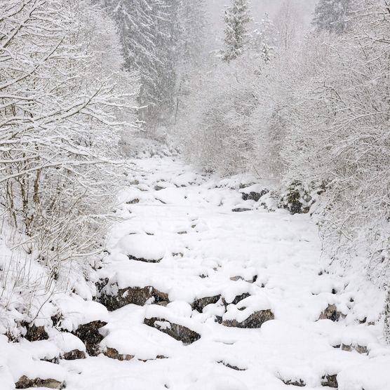 Tief verschneiter Saxetbach auf einem Winterspaziergang durch das Dorf Wilderswil